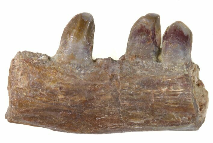 Ophiacodon (Permian Synapsid) Jaw Section - Texas #42972